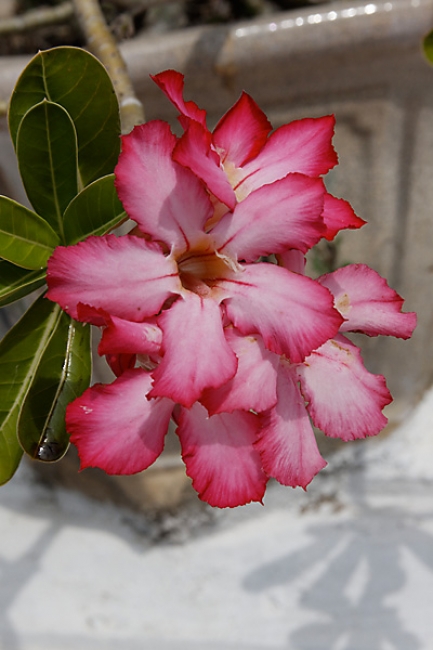 Muang Boran-2008-012